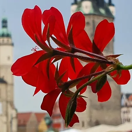 Budget Rooms In Halle With Shared Bathroom, Free Wifi, Netflix & Ipad Buitenkant foto